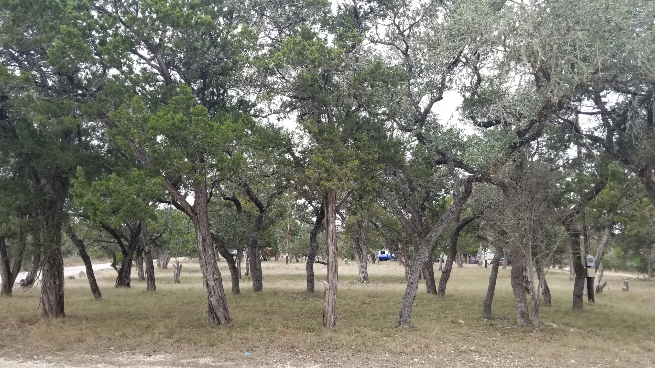 Park road, RV pads, and lots at Medina Highlands Park