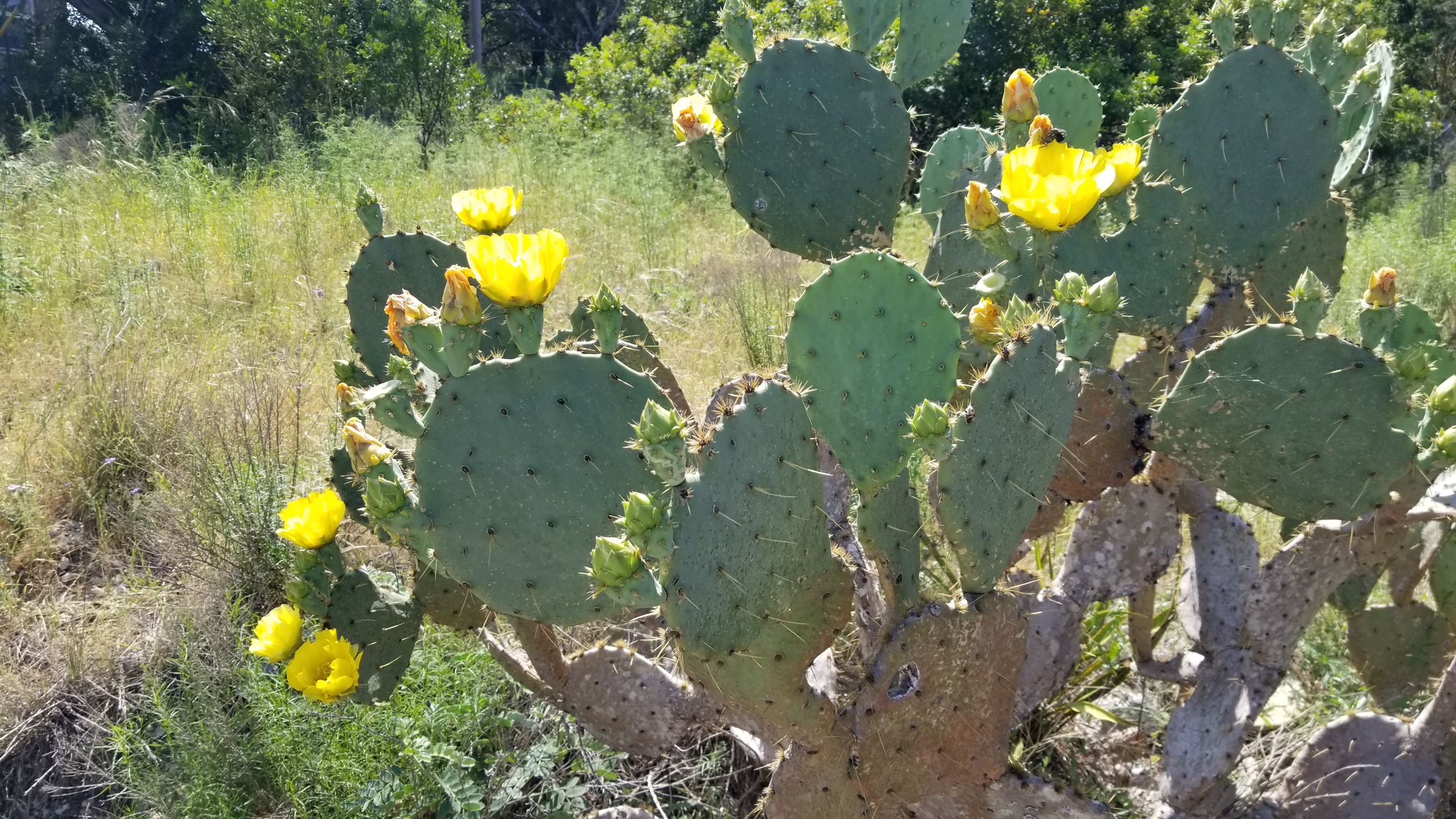 Park road, RV pads, and lots at Medina Highlands Park