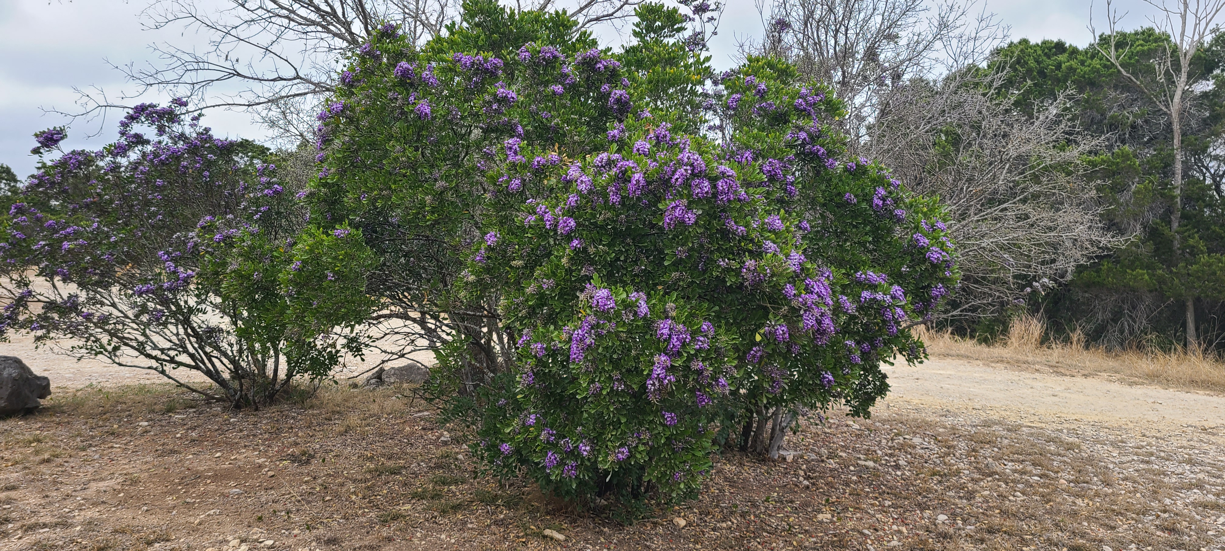 Park road, RV pads, and lots at Medina Highlands Park