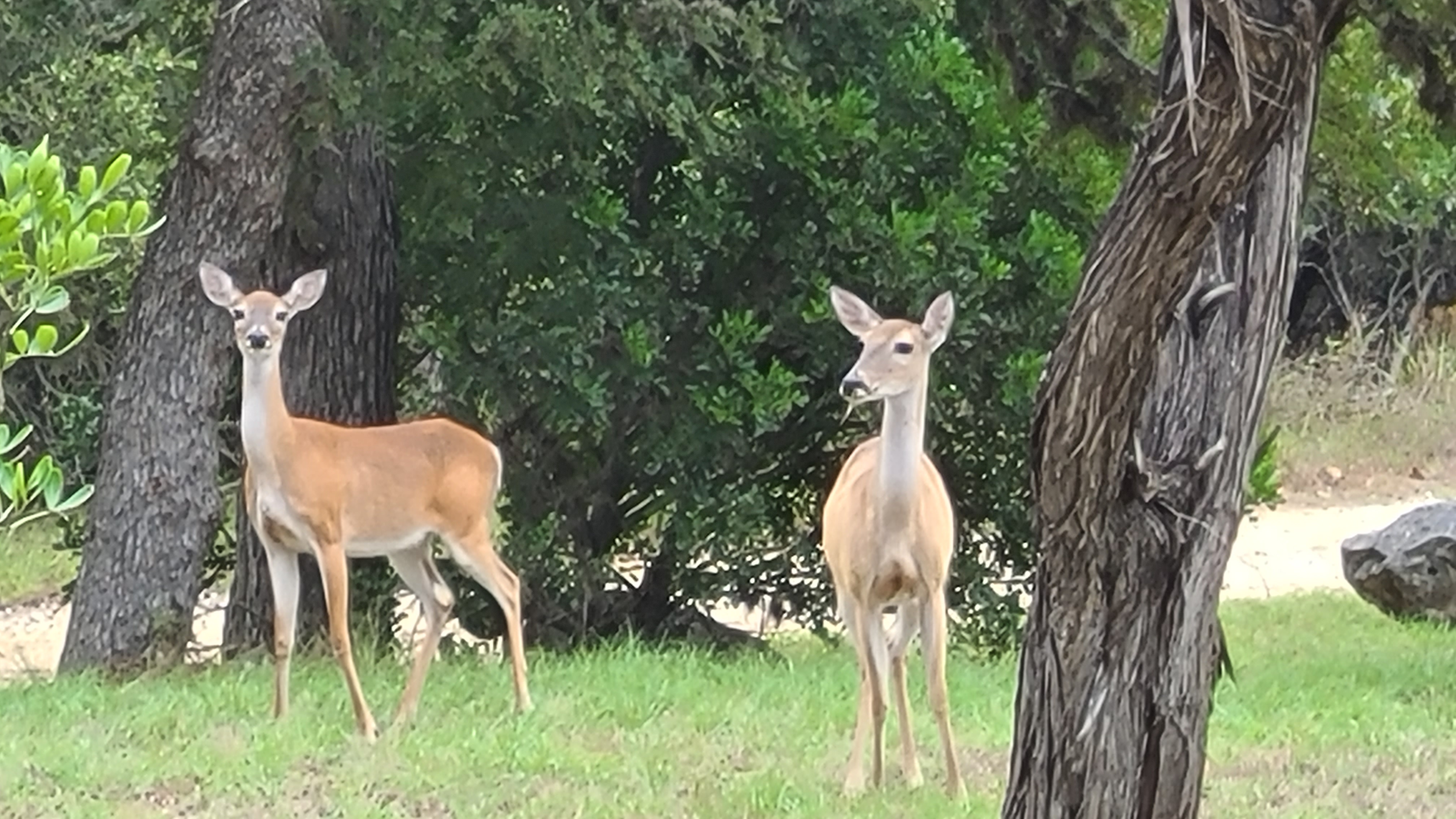 Wildlife and hill country surroundings near Medina Highlands Park