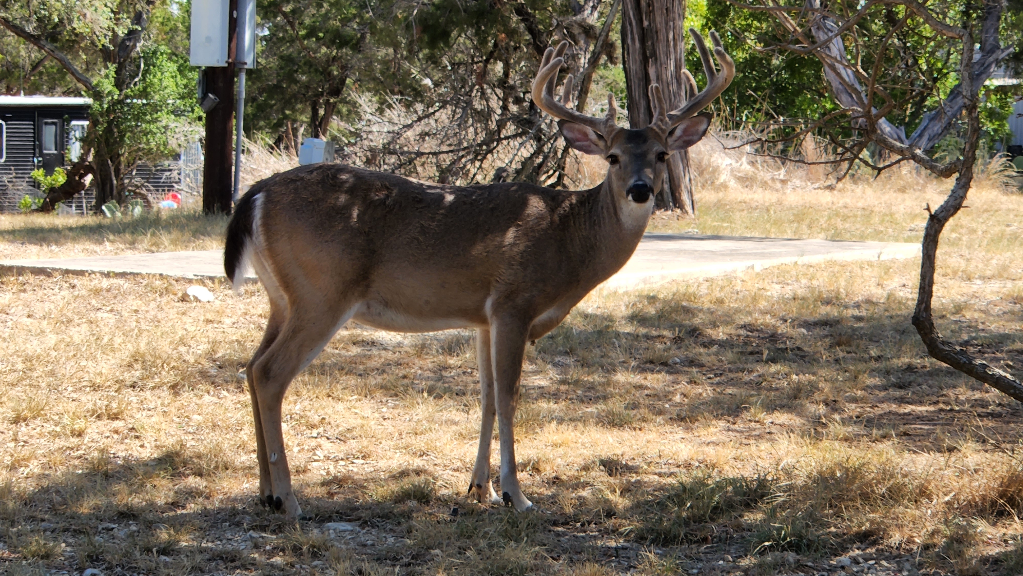 Wildlife and hill country surroundings near Medina Highlands Park