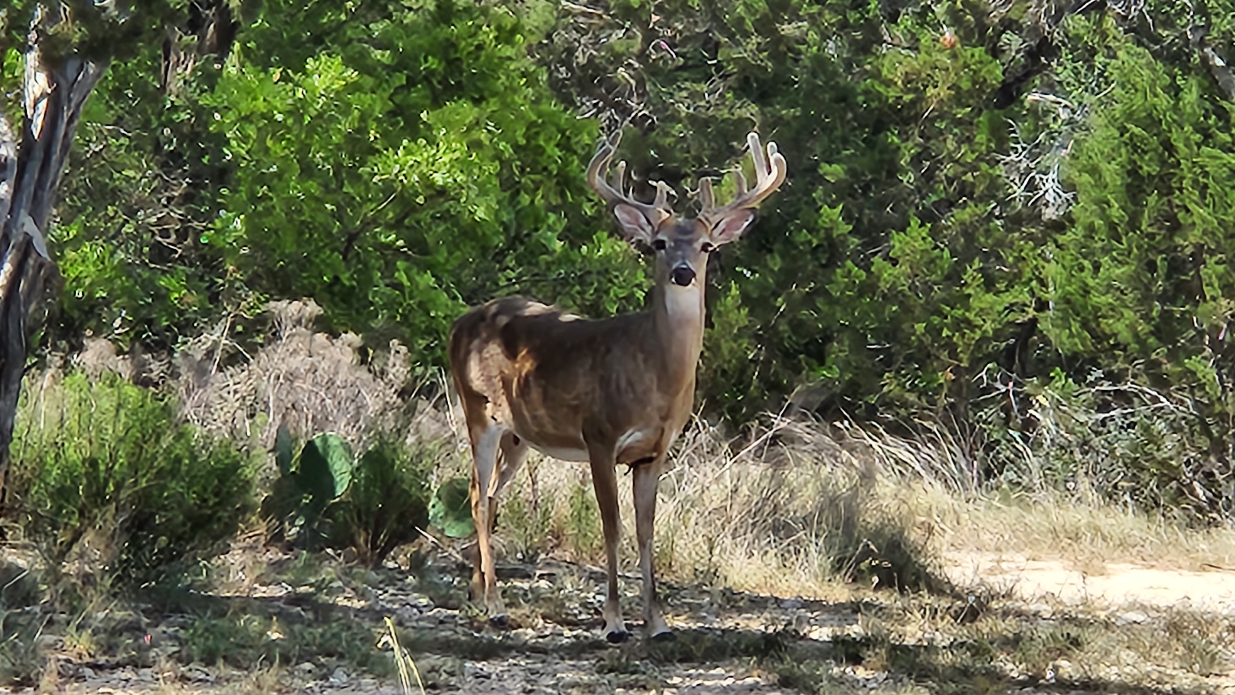 Wildlife and hill country surroundings near Medina Highlands Park