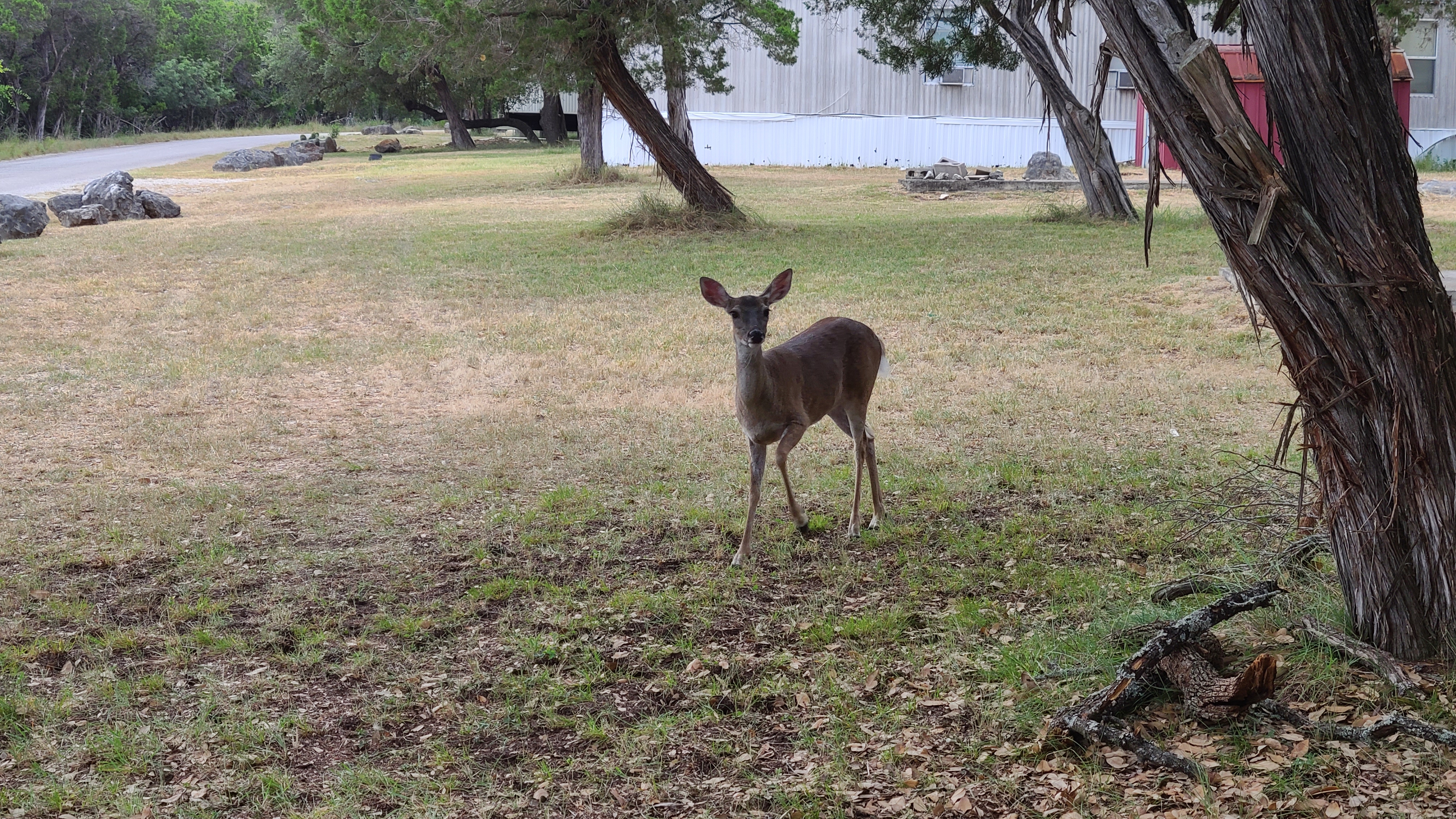 Wildlife and hill country surroundings near Medina Highlands Park