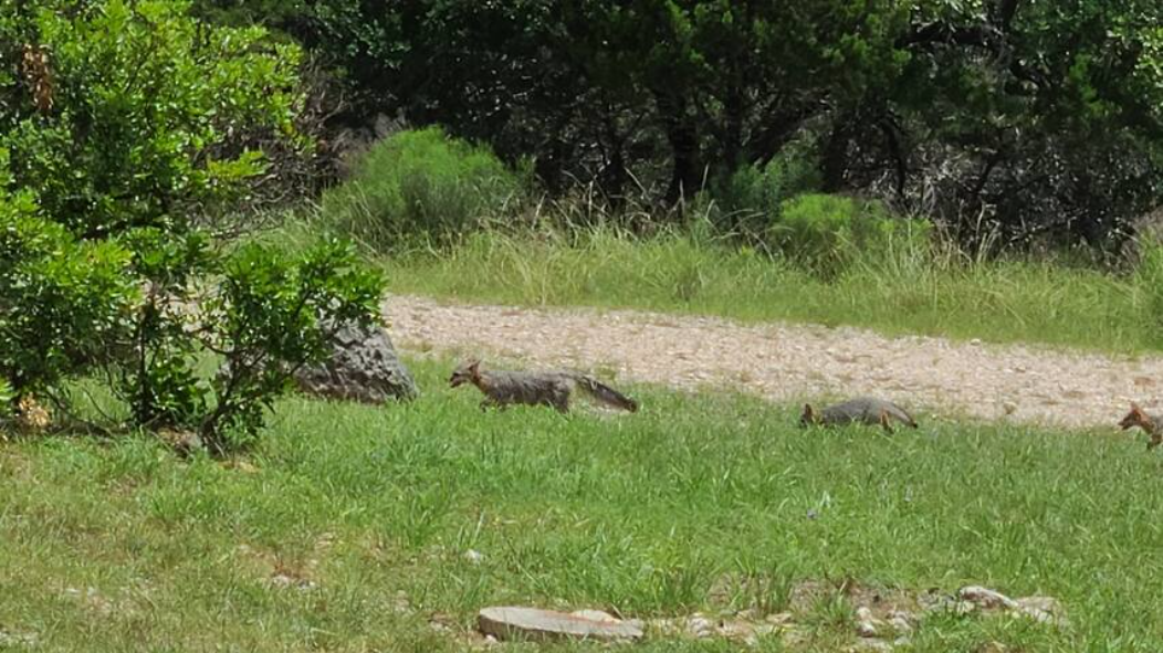 Wildlife and hill country surroundings near Medina Highlands Park