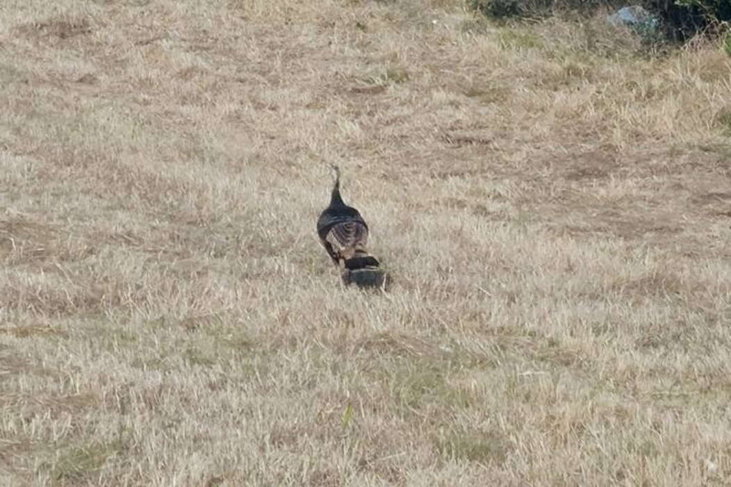 Wildlife and hill country surroundings near Medina Highlands Park